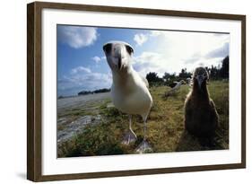 Laysan Albatrosses-W. Perry Conway-Framed Photographic Print