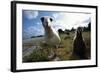 Laysan Albatrosses-W. Perry Conway-Framed Photographic Print