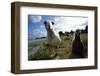 Laysan Albatrosses-W. Perry Conway-Framed Photographic Print