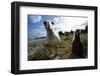 Laysan Albatrosses-W. Perry Conway-Framed Photographic Print