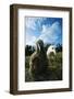 Laysan Albatrosses-W. Perry Conway-Framed Photographic Print