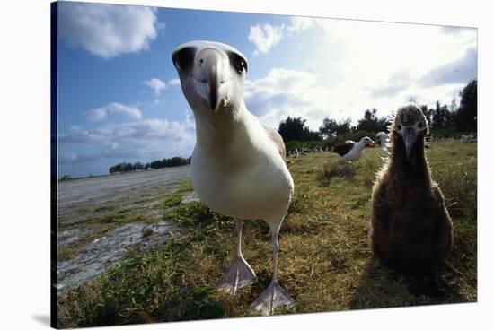 Laysan Albatrosses-W. Perry Conway-Stretched Canvas