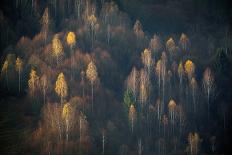 The Army of Firs-Lazar Ioan Ovidiu-Photographic Print