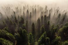 The Army of Firs-Lazar Ioan Ovidiu-Framed Photographic Print