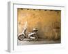 Lazise, Lago Di Garda, Veneto, Italy-Demetrio Carrasco-Framed Premium Photographic Print