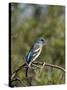 Lazuli Bunting (Passerina Amoena)-James Hager-Stretched Canvas