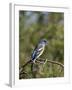 Lazuli Bunting (Passerina Amoena)-James Hager-Framed Photographic Print