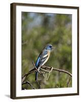 Lazuli Bunting (Passerina Amoena)-James Hager-Framed Photographic Print