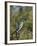 Lazuli Bunting (Passerina Amoena)-James Hager-Framed Photographic Print