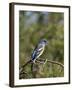 Lazuli Bunting (Passerina Amoena)-James Hager-Framed Photographic Print