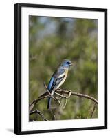 Lazuli Bunting (Passerina Amoena)-James Hager-Framed Photographic Print