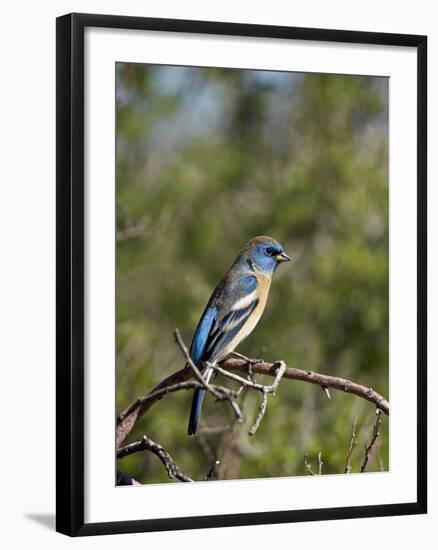 Lazuli Bunting (Passerina Amoena)-James Hager-Framed Photographic Print