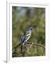 Lazuli Bunting (Passerina Amoena)-James Hager-Framed Photographic Print