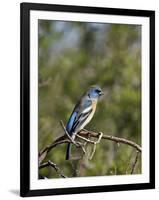 Lazuli Bunting (Passerina Amoena)-James Hager-Framed Photographic Print