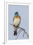 Lazuli bunting singing-Ken Archer-Framed Photographic Print