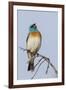 Lazuli bunting singing-Ken Archer-Framed Photographic Print