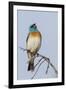 Lazuli bunting singing-Ken Archer-Framed Photographic Print