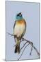 Lazuli bunting singing-Ken Archer-Mounted Photographic Print