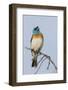 Lazuli bunting singing-Ken Archer-Framed Photographic Print