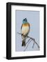 Lazuli bunting singing-Ken Archer-Framed Photographic Print