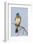 Lazuli bunting singing-Ken Archer-Framed Photographic Print