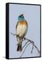 Lazuli bunting singing-Ken Archer-Framed Stretched Canvas