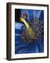 Lazuline-Barbara Keith-Framed Giclee Print