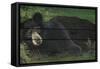 Lazy Bear Ranch-Penny Wagner-Framed Stretched Canvas