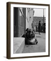 Lazy Bulldog at Camden Town-John Gay-Framed Art Print