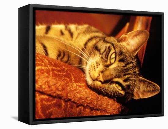 Lazy Cat on the Sofa-Winfred Evers-Framed Stretched Canvas