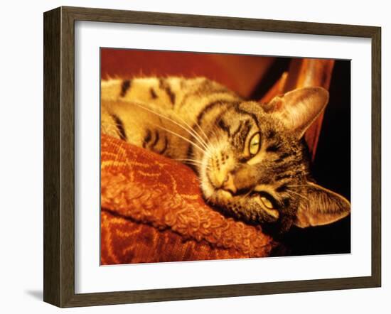 Lazy Cat on the Sofa-Winfred Evers-Framed Photographic Print