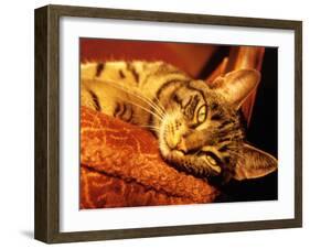 Lazy Cat on the Sofa-Winfred Evers-Framed Photographic Print