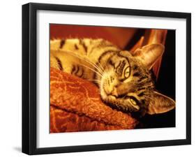 Lazy Cat on the Sofa-Winfred Evers-Framed Photographic Print