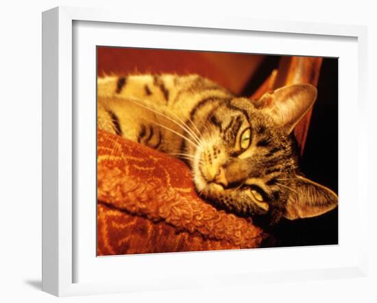 Lazy Cat on the Sofa-Winfred Evers-Framed Photographic Print