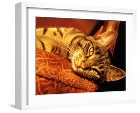 Lazy Cat on the Sofa-Winfred Evers-Framed Photographic Print