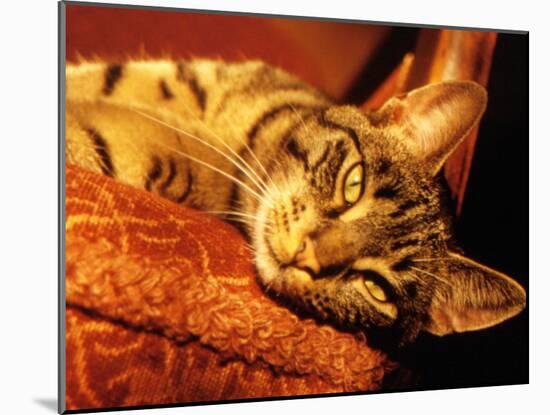 Lazy Cat on the Sofa-Winfred Evers-Mounted Photographic Print