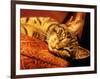 Lazy Cat on the Sofa-Winfred Evers-Framed Photographic Print