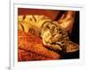 Lazy Cat on the Sofa-Winfred Evers-Framed Photographic Print