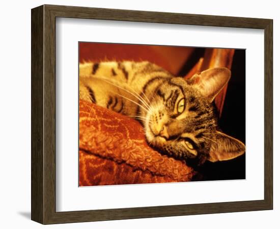 Lazy Cat on the Sofa-Winfred Evers-Framed Photographic Print