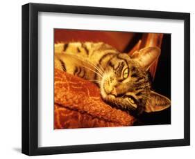 Lazy Cat on the Sofa-Winfred Evers-Framed Photographic Print