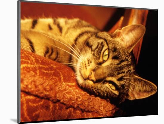 Lazy Cat on the Sofa-Winfred Evers-Mounted Photographic Print