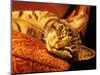 Lazy Cat on the Sofa-Winfred Evers-Mounted Photographic Print