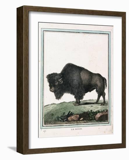 Le Bison Illustration-null-Framed Giclee Print