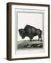 Le Bison Illustration-null-Framed Giclee Print