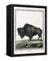 Le Bison Illustration-null-Framed Stretched Canvas