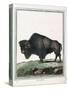 Le Bison Illustration-null-Stretched Canvas