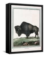 Le Bison Illustration-null-Framed Stretched Canvas
