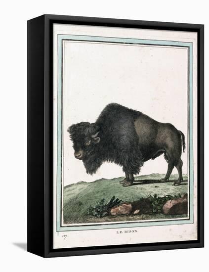 Le Bison Illustration-null-Framed Stretched Canvas