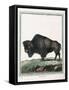 Le Bison Illustration-null-Framed Stretched Canvas
