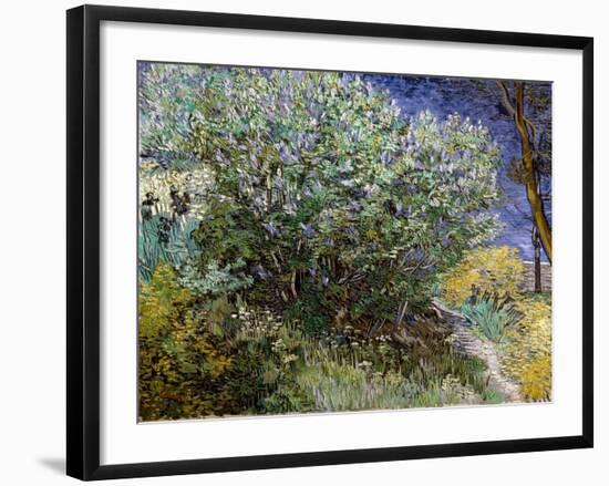 Le buisson de lilas-Vincent van Gogh-Framed Giclee Print